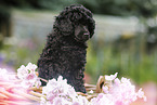 Miniature Poodle Puppy