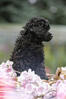 Miniature Poodle Puppy
