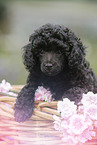 Miniature Poodle Puppy