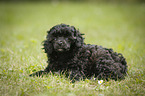 Miniature Poodle Puppy