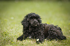 Miniature Poodle Puppy