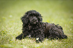Miniature Poodle Puppy