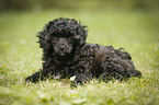 Miniature Poodle Puppy