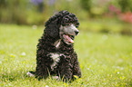 Miniature Poodle Puppy