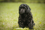 Miniature Poodle Puppy