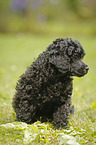 Miniature Poodle Puppy