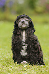 Miniature Poodle Puppy