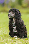 Miniature Poodle Puppy