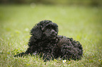 Miniature Poodle Puppy