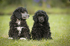 Miniature Poodle Puppies