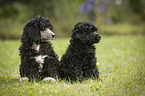 Miniature Poodle Puppies