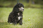 Miniature Poodle Puppy