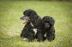 Miniature Poodle Puppies