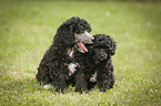 Miniature Poodle Puppies