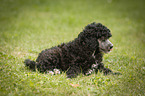 Miniature Poodle Puppy