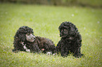 Miniature Poodle Puppies