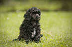 Miniature Poodle Puppy