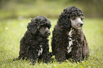 Miniature Poodle Puppies