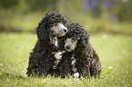 Miniature Poodle Puppies