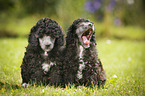 Miniature Poodle Puppies