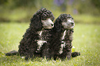 Miniature Poodle Puppies