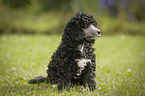 Miniature Poodle Puppy