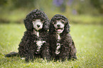 Miniature Poodle Puppies