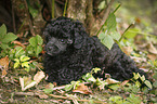 Miniature Poodle Puppy