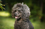 Miniature Poodle