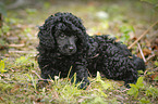Miniature Poodle Puppy