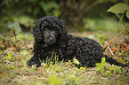 Miniature Poodle Puppy