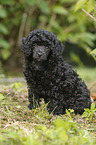 Miniature Poodle Puppy