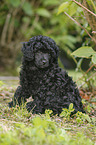 Miniature Poodle Puppy