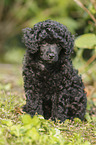 Miniature Poodle Puppy