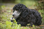 Miniature Poodle Puppy