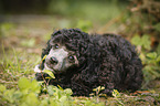 Miniature Poodle Puppy