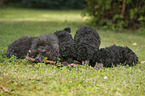 Miniature Poodles