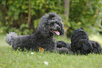 Miniature Poodles