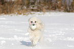 playing Miniature Poodle