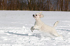 running Miniature Poodle