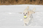 playing Miniature Poodle