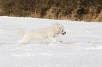 running Miniature Poodle