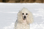 Miniature Poodle Portrait