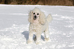 Miniature Poodle