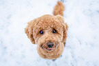 sitting Miniature Poodle