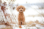 sitting Miniature Poodle