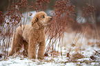 Miniature Poodle
