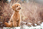 sitting Miniature Poodle