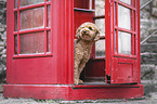 toy poodle