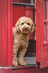 toy poodle